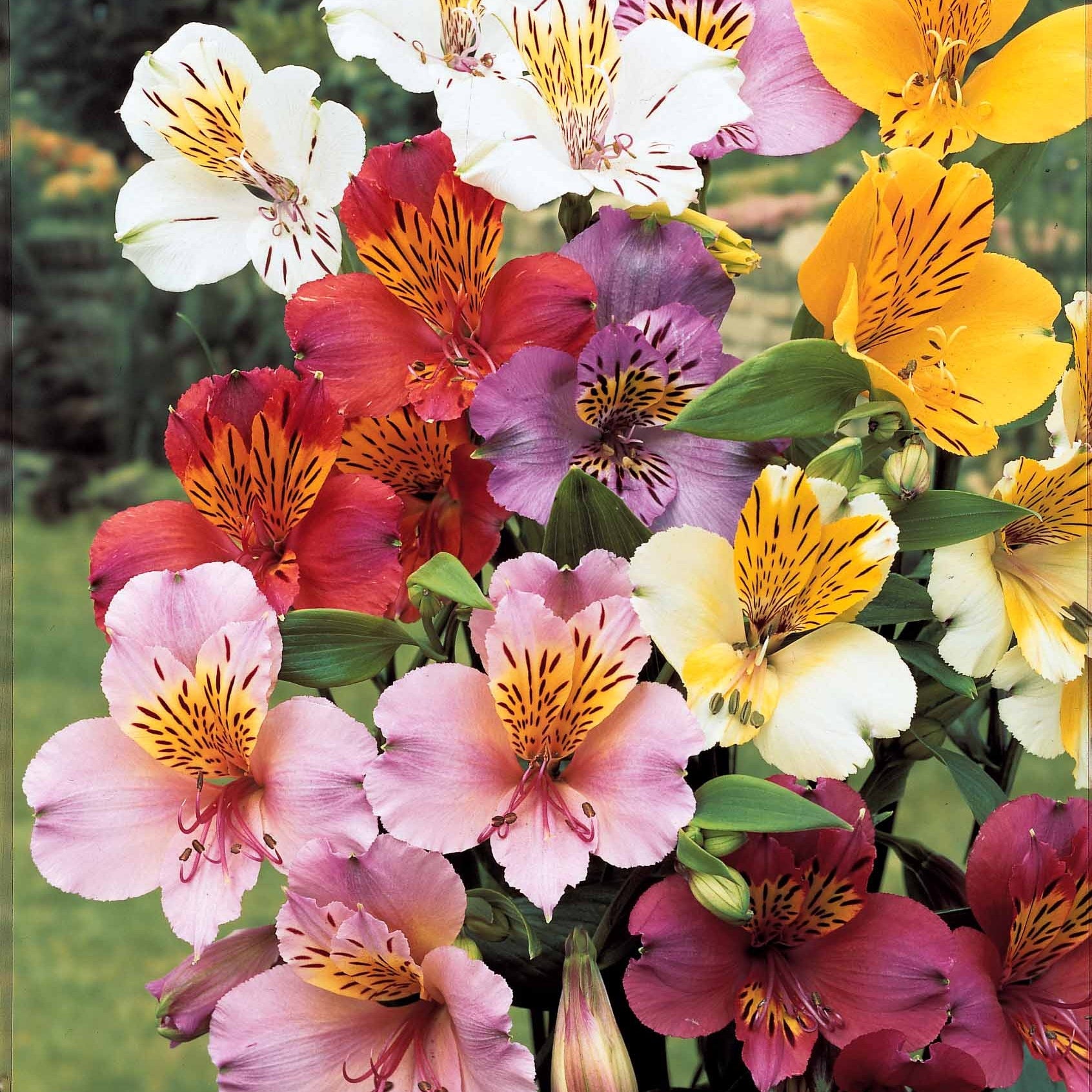 6 Lis des incas en mélange - Alstroemeria - Plantes vivaces