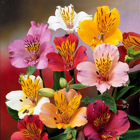 6 Lis des incas en mélange - Alstroemeria - Fleurs vivaces