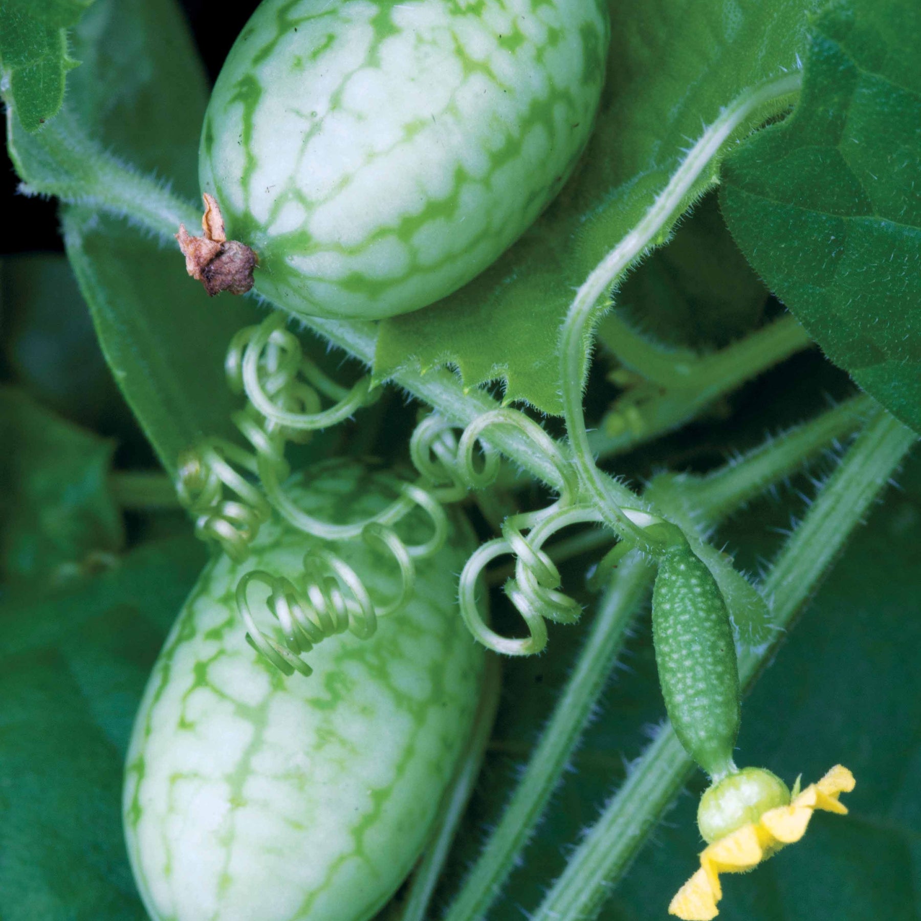 Concombre à confire - Melothria scabra - Potager