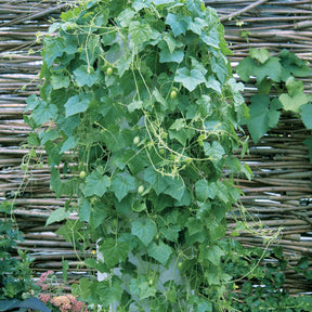 Concombre à confire - Melothria scabra - Graines de fruits et légumes