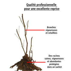 4 Framboisiers remontants Paris - Rubus idaeus paris - Fruitiers Arbres et arbustes