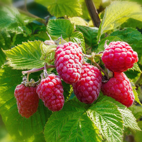 4 Framboisiers remontants Versailles - Rubus idaeus versailles - Plantes