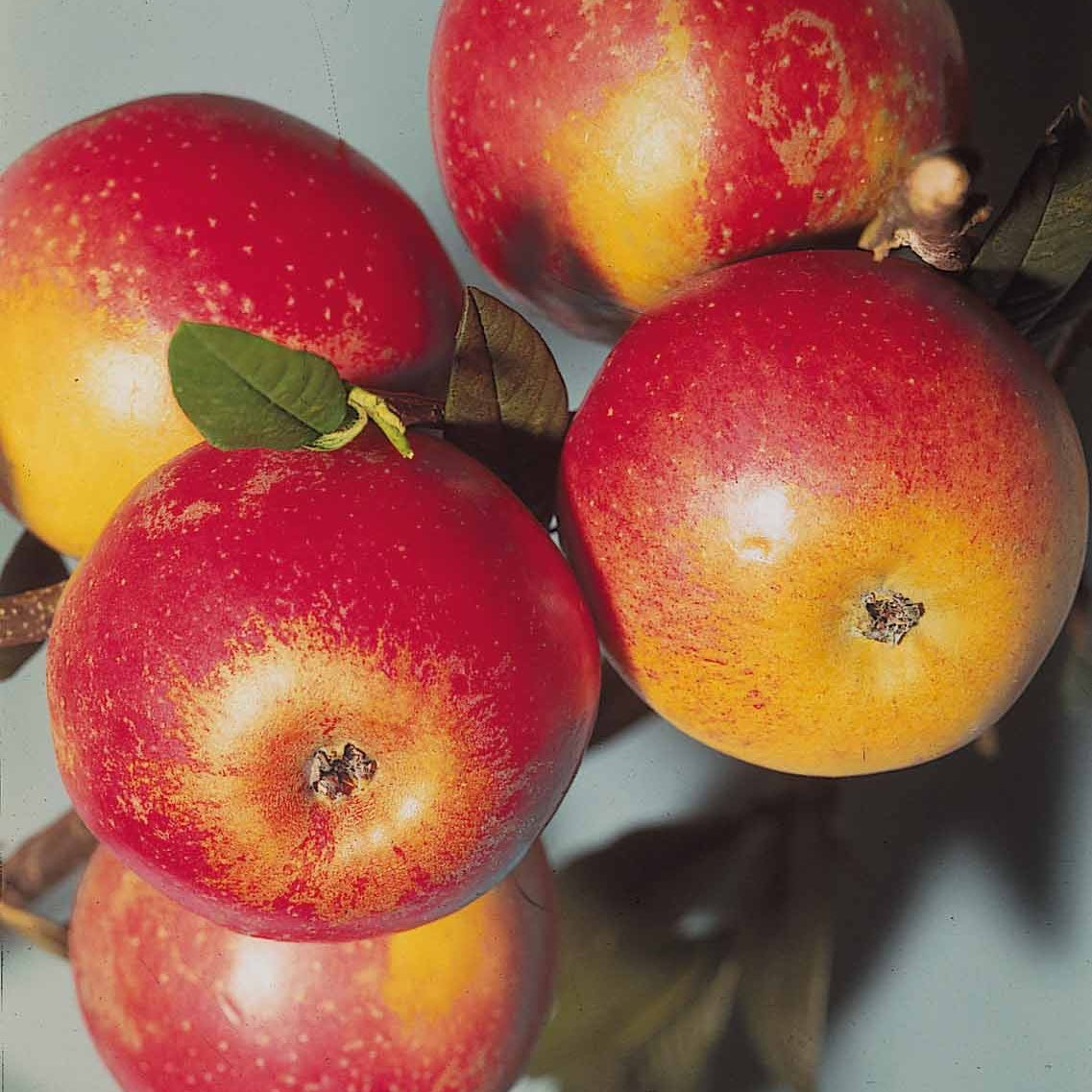 Pommier Cox's orange en palmette - Malus communis cox's  orange - Plantes