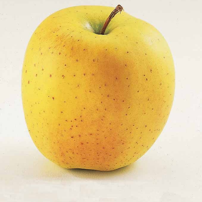 Pommier Golden Delicious en palmette - Malus communis golden delicious - Plantes