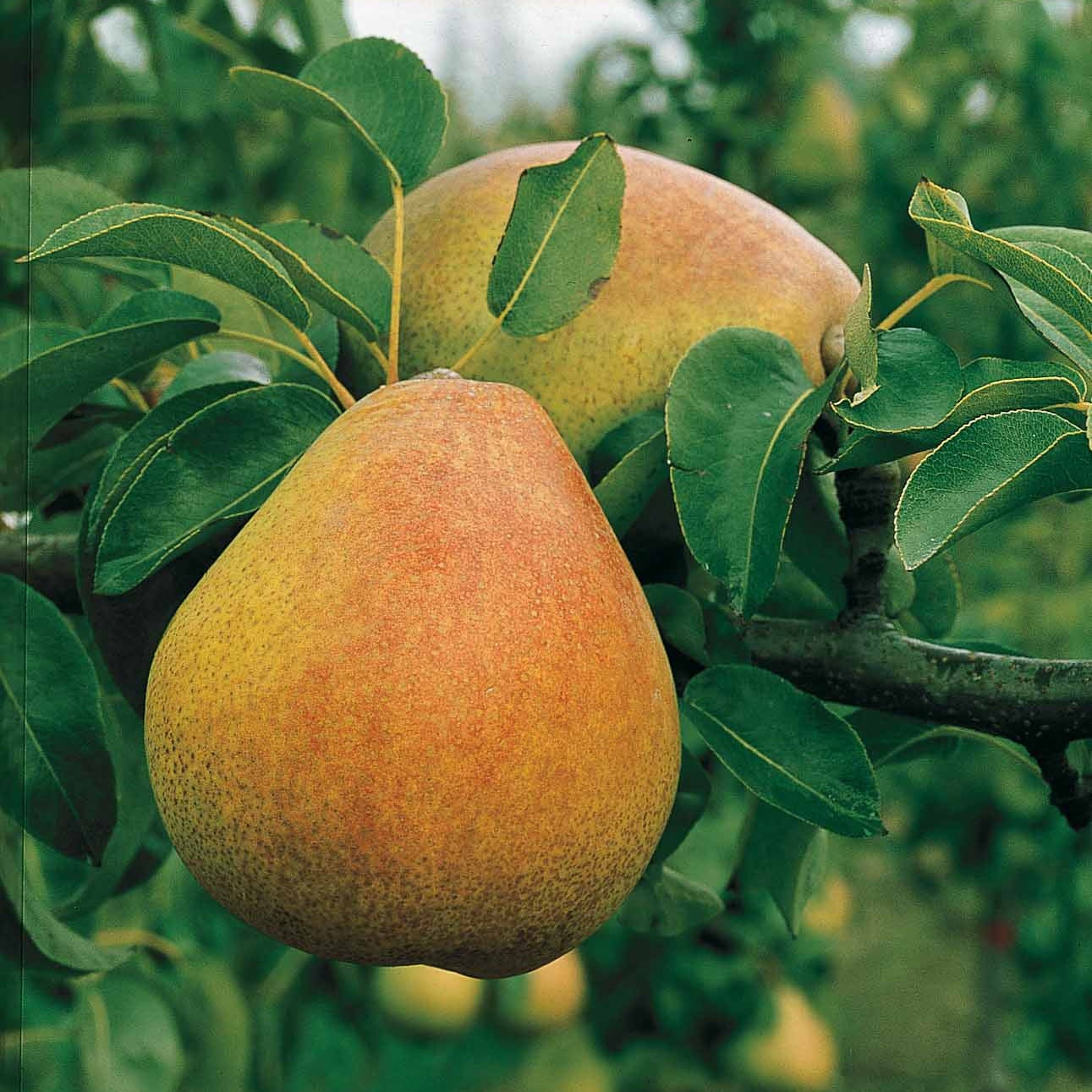 Poirier Doyenné du Comice en palmette - Pyrus communis doyenné du comice - Plantes