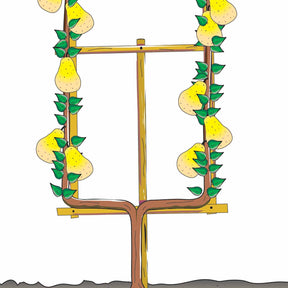 Poirier Doyenné du Comice en palmette - Pyrus communis doyenné du comice - Fruitiers Arbres et arbustes