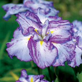 2 Iris du Japon Harlequinesque - Iris ensata harlequinesque - Plantes