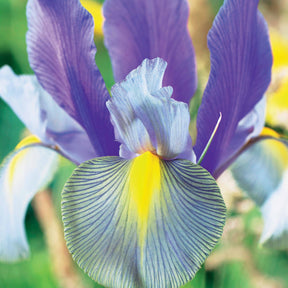 Coll. 60 Iris de Hollande:Gipsy Beauty,Braise rouge,Princesse automne - Iris hollandica 'gipsy beauty', 'red ember', 'autu - Bulbes à fleurs