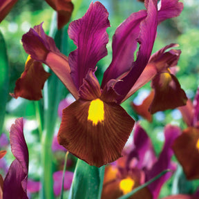 Coll. 60 Iris de Hollande:Gipsy Beauty,Braise rouge,Princesse automne - Iris hollandica 'gipsy beauty', 'red ember', 'autu - Iris