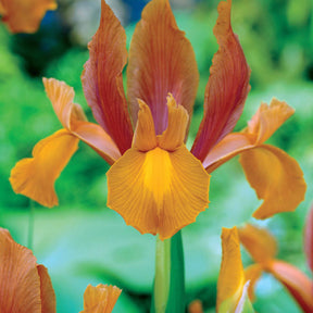 Coll. 60 Iris de Hollande:Gipsy Beauty,Braise rouge,Princesse automne - Iris hollandica 'gipsy beauty', 'red ember', 'autu