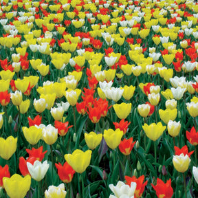 20 tulipes botaniques multicolores fosteriana - Tulipa fosteriana 'juan', 'sweetheart','candela', 'purissima' - Plantes