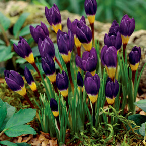 25 crocus tricolores - Crocus sieberi tricolor - Plantes