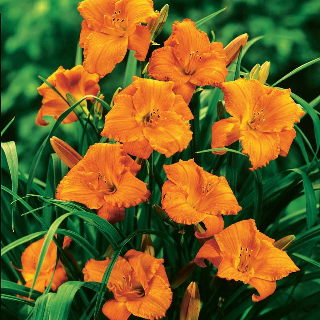 3 Hémérocalles Mona Loa (Lis perpétuels) - Hemerocallis mona loa - Plantes