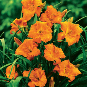 3 Hémérocalles Mona Loa (Lis perpétuels) - Hemerocallis mona loa - Plantes