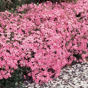 6 Phlox mousse rose pâle - Phlox subulata - Plantes