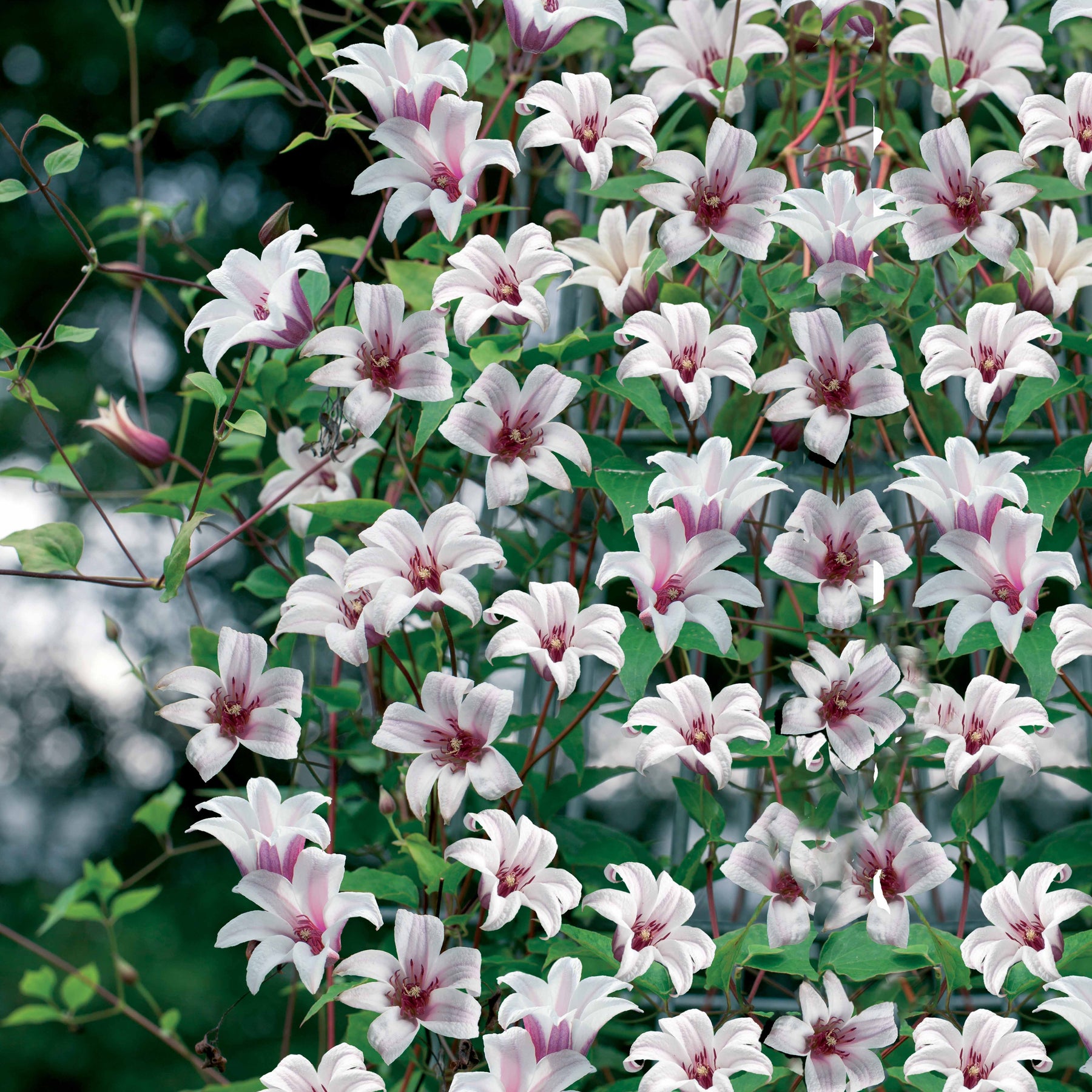 Clématite Princesse Kate (rosée) - Clematis texensis princess kate - Plantes