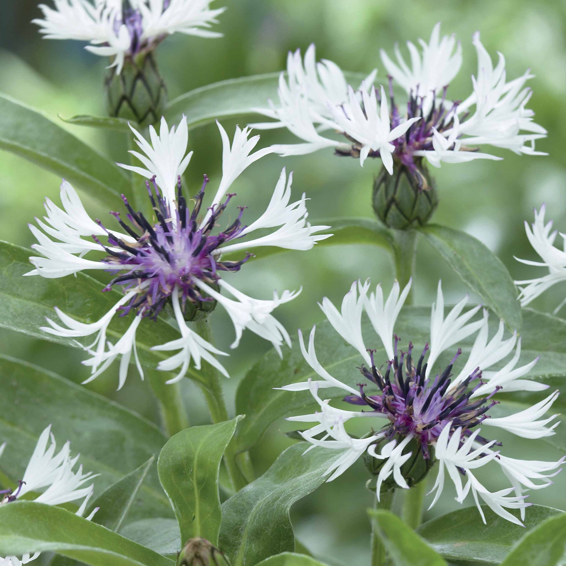 2 Centaurées Coeur pourpre - Centaurea montana purple heart - Plantes