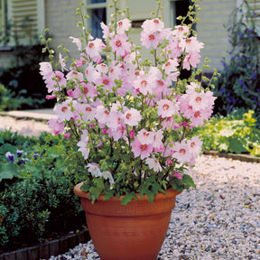 Lavatère Baby Barnsley - Lavatera baby barnsley - Plantes