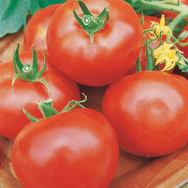 3 Plants Tomate Pyros F1 - Solanum lycopersicum pyros f1 - Potager