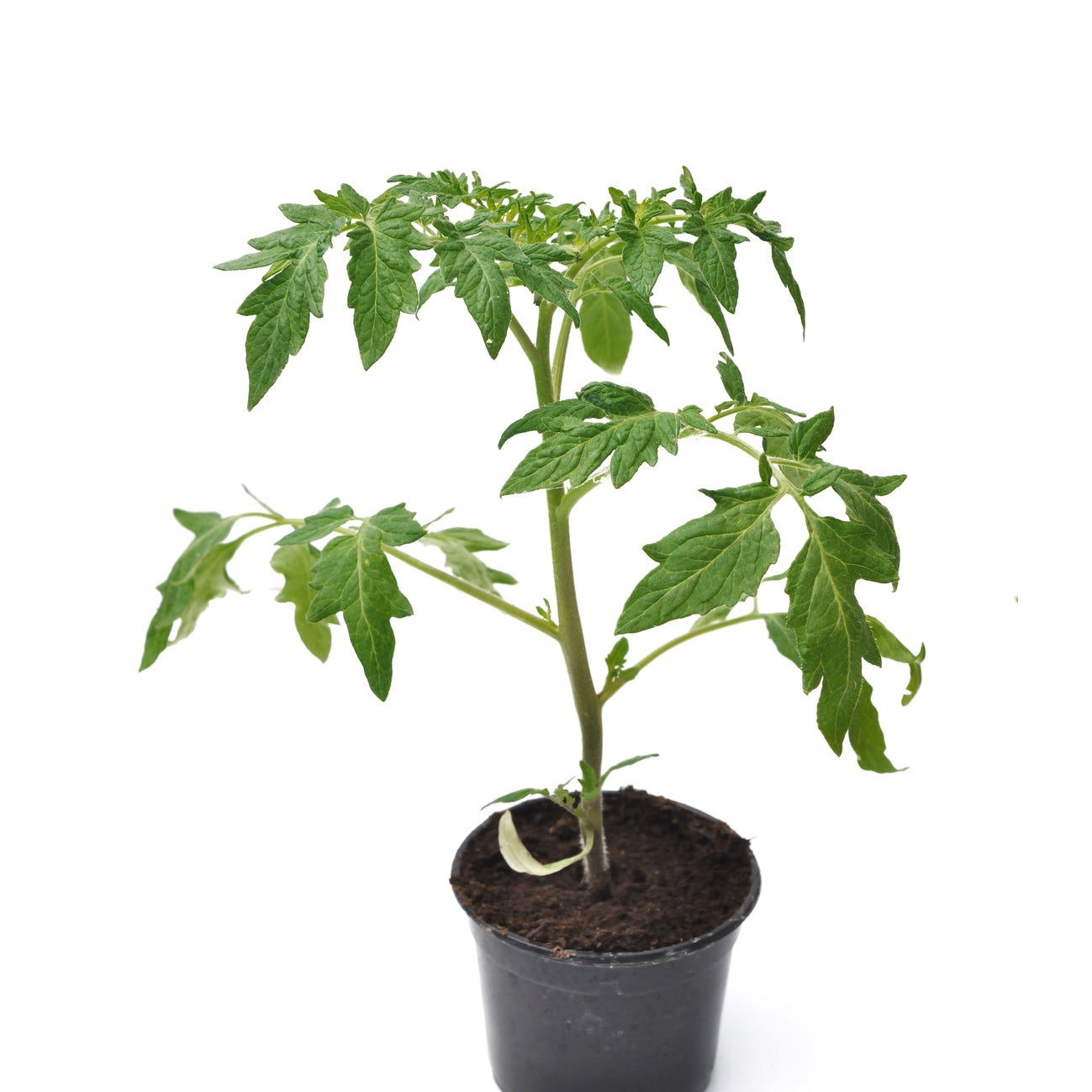 3 Plants Tomate Pyros F1 - Solanum lycopersicum pyros f1 - Plants potagers