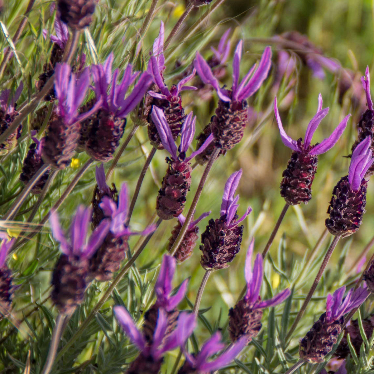 2 Lavandes papillon Princess Lace - Lavandula stoechas the princess ® lavender ib910-2 - Plantes