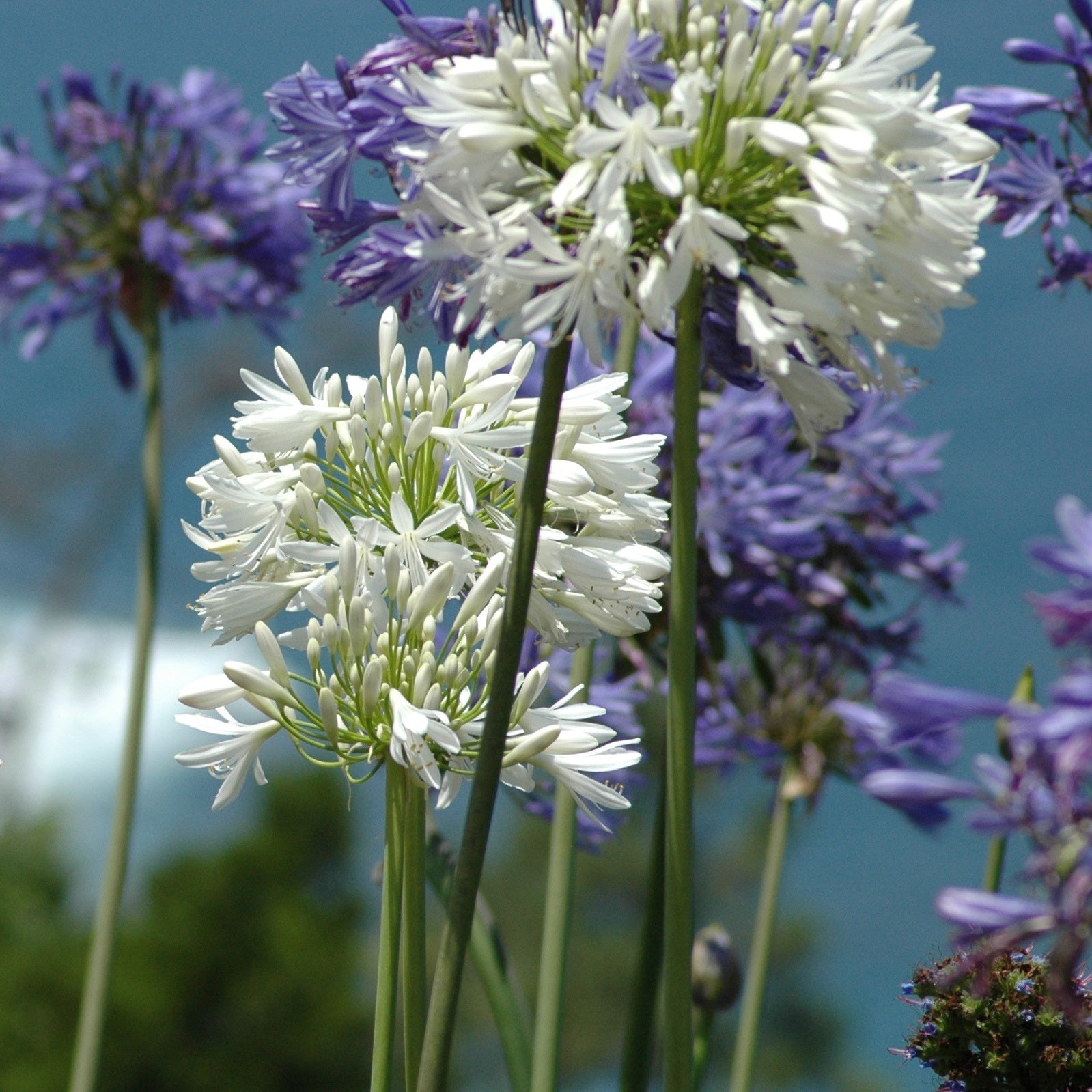 Collection 5 agapanthes (3 bleues. 2 blanches) - Agapanthus umbellatus, polar ice