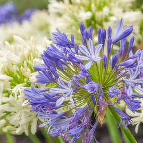 Collection 5 agapanthes (3 bleues. 2 blanches) - Agapanthus umbellatus, polar ice