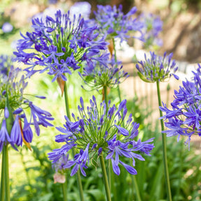 Collection 5 agapanthes (3 bleues. 2 blanches) - Agapanthus umbellatus, polar ice