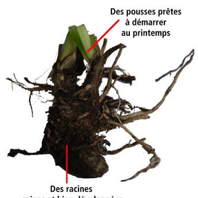 Collection 5 agapanthes (3 bleues. 2 blanches) - Agapanthus umbellatus, polar ice