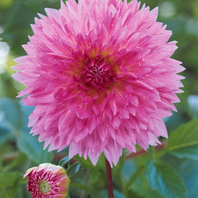 Coll. 9 dahlias décoratifs (3 Puerto Rico, 3 Sakura Fubuki, 3 Fubuki rouge/blanc - Dahlia 'puerto rico',' red an whitefubuki', 'sakura fubuki' - Dahlia