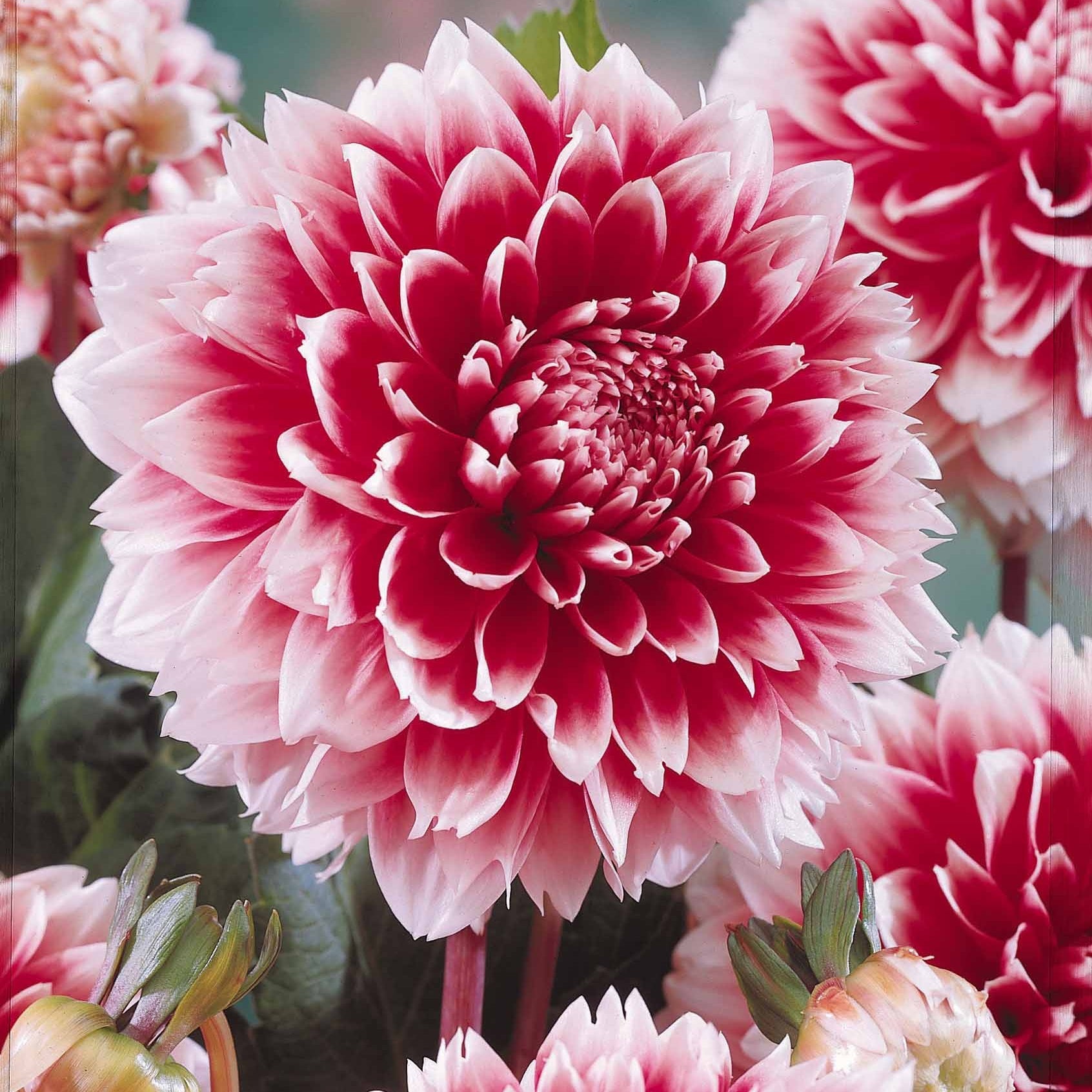 Coll. 9 dahlias décoratifs (3 Puerto Rico, 3 Sakura Fubuki, 3 Fubuki rouge/blanc - Dahlia 'puerto rico',' red an whitefubuki', 'sakura fubuki'