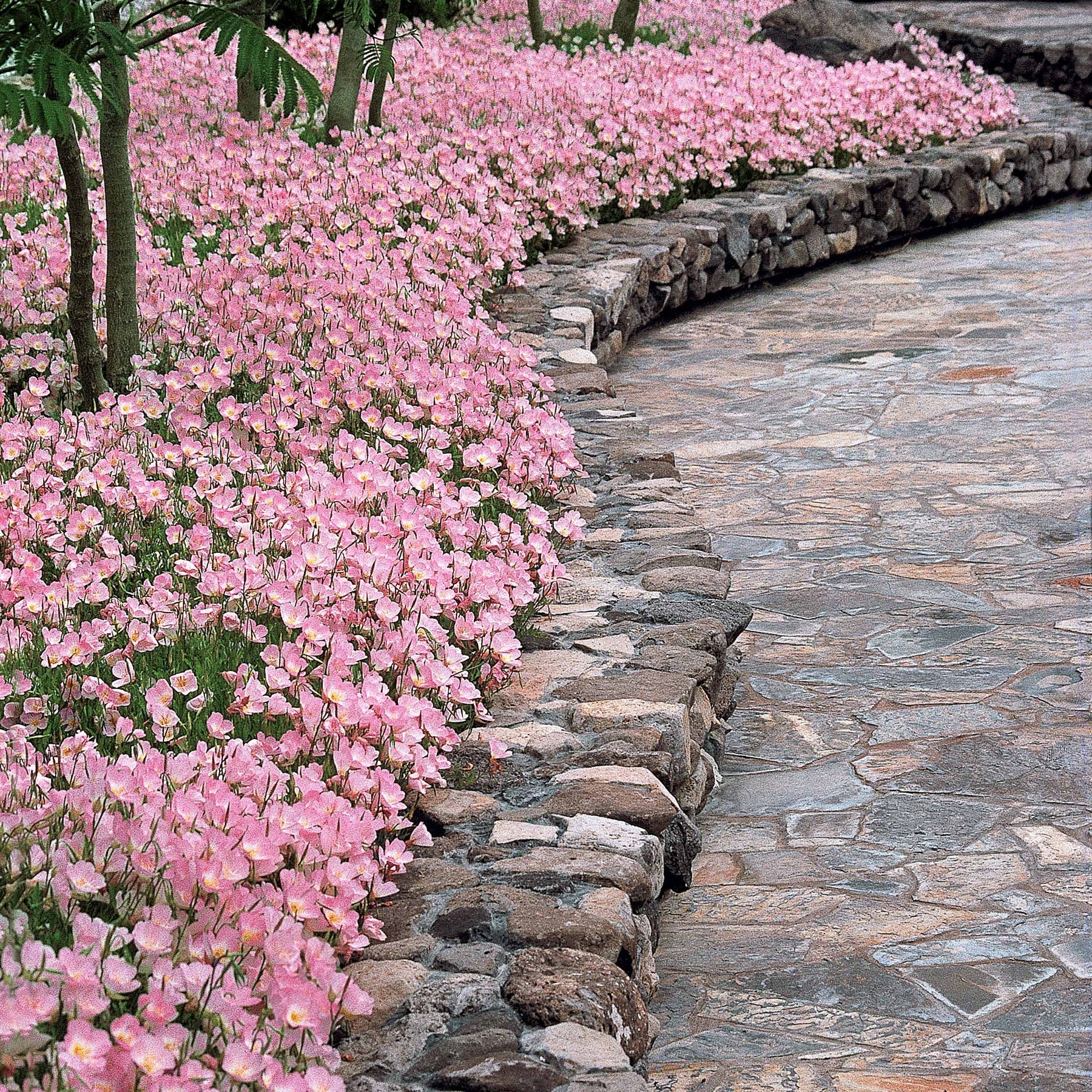 6 Oenothères roses Siskiyou Pink - Oenothera siskiyou pink - Plantes