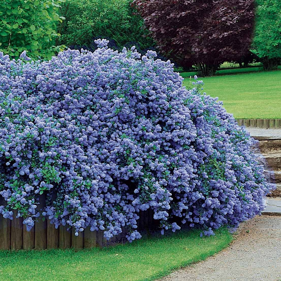 2 Céanothes Victoria ou Lilas de Californie - Ceanothus impressus victoria - Plantes