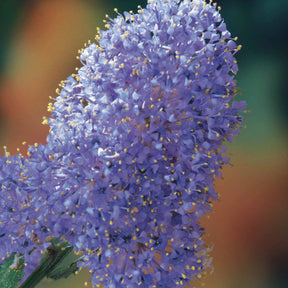 2 Céanothes Victoria ou Lilas de Californie - Ceanothus impressus victoria - Arbustes