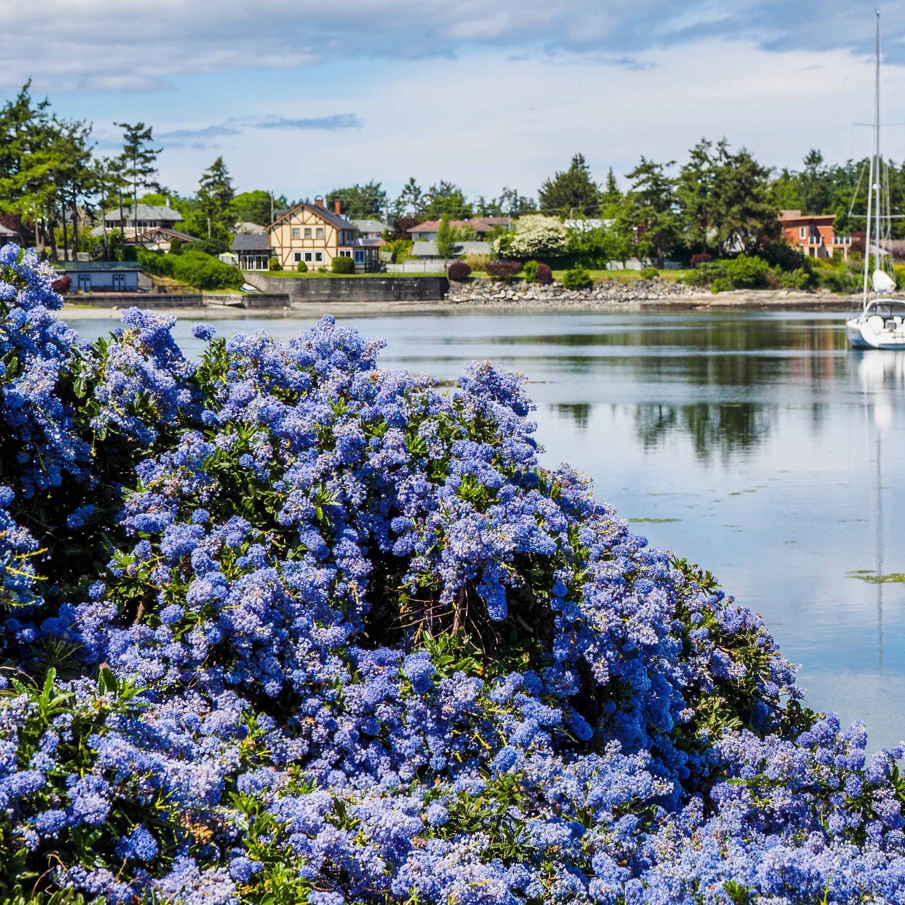 2 Céanothes Victoria ou Lilas de Californie - Ceanothus impressus victoria - Céanothes