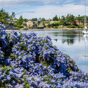 2 Céanothes Victoria ou Lilas de Californie - Ceanothus impressus victoria - Céanothes