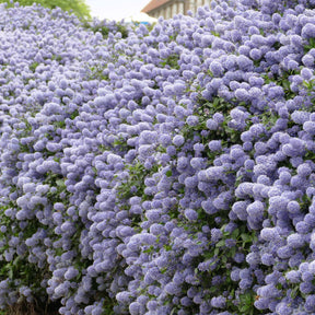 2 Céanothes Victoria ou Lilas de Californie - Ceanothus impressus victoria