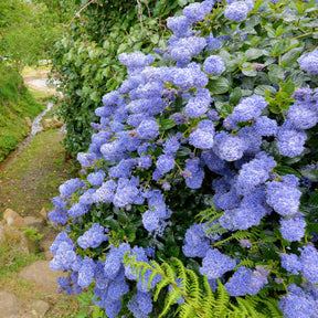 2 Céanothes Victoria ou Lilas de Californie - Ceanothus impressus victoria