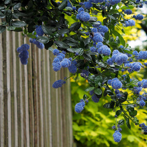 2 Céanothes Victoria ou Lilas de Californie - Ceanothus impressus victoria