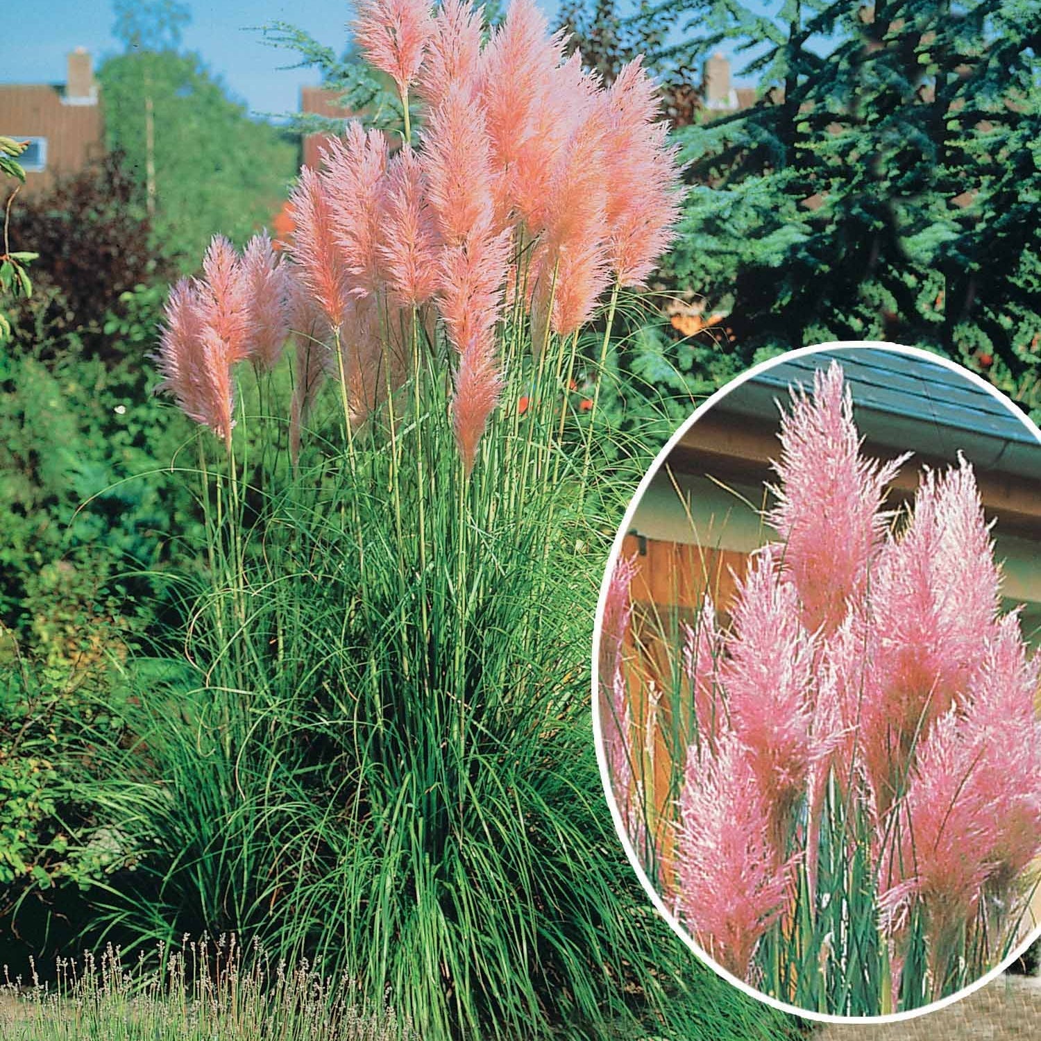 2 Herbes de la pampa roses - Cortaderia rosea - Plantes