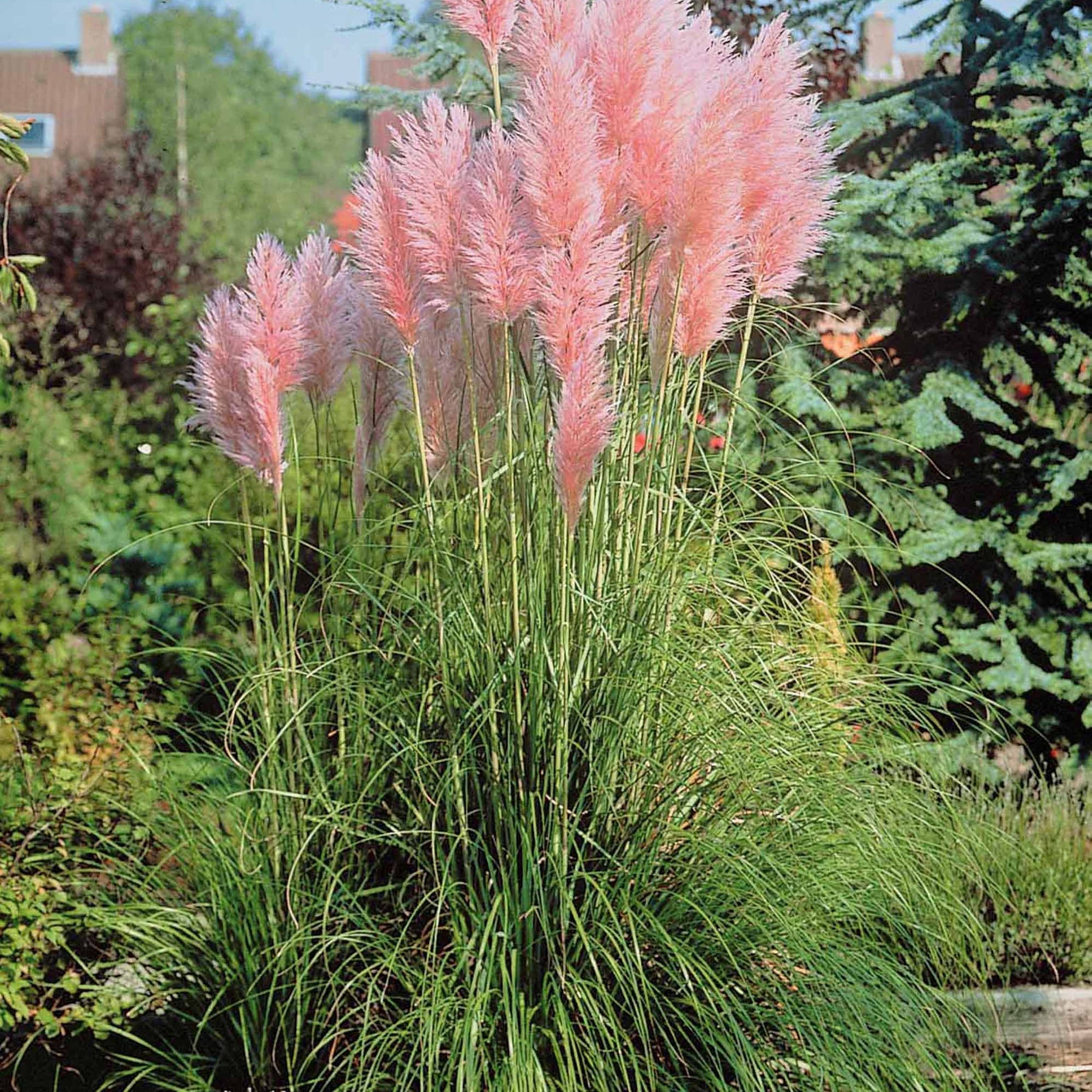 2 Herbes de la pampa roses - Cortaderia rosea - Plantes vivaces