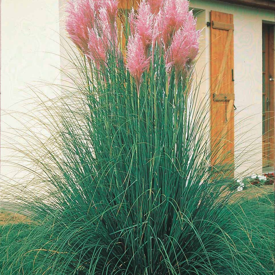 2 Herbes de la pampa roses - Cortaderia rosea