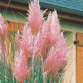 2 Herbes de la pampa roses - Cortaderia rosea