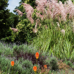 2 Herbes de la pampa roses - Cortaderia rosea