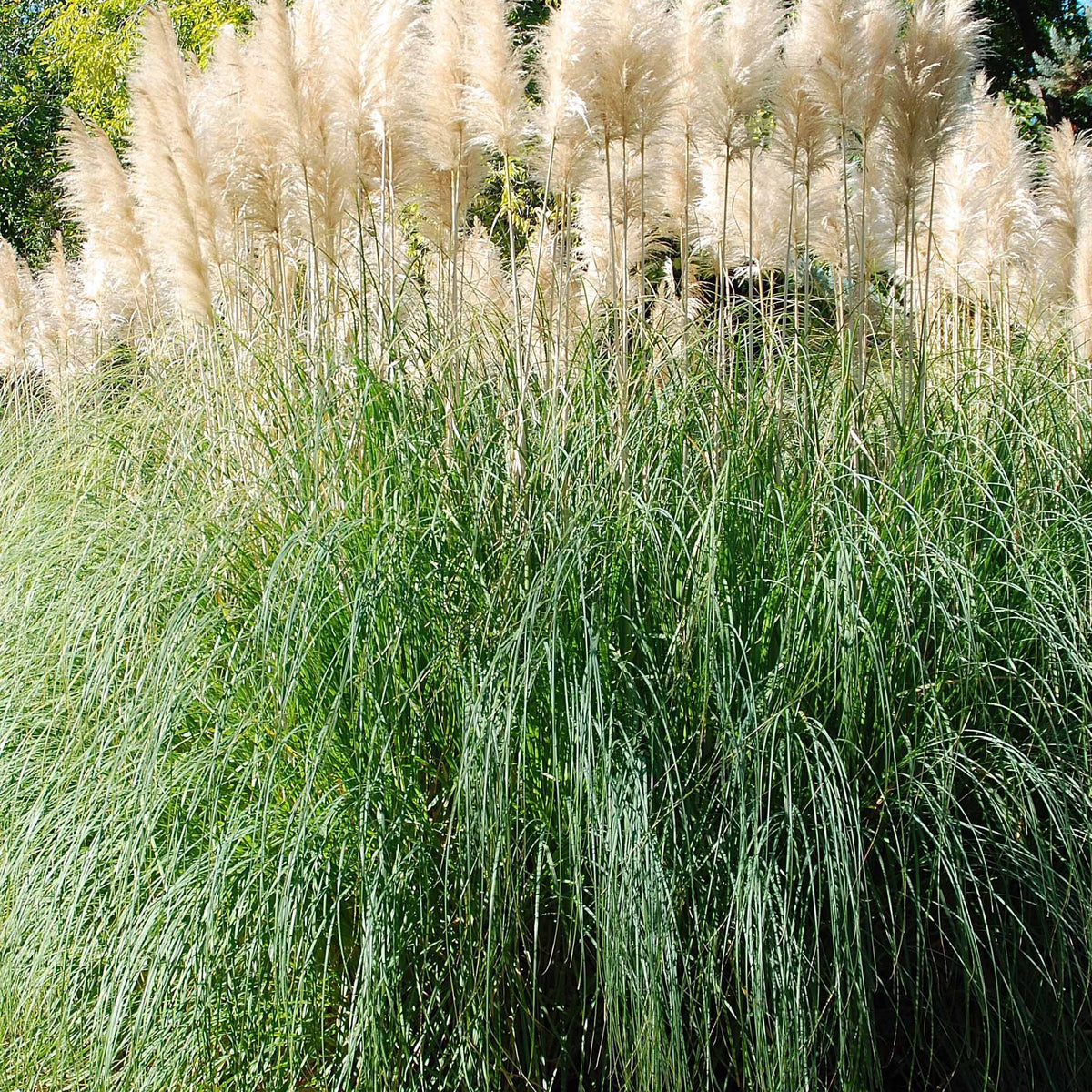 2 Herbes de la pampa blanches - Cortaderia selloana monstruosa - Plantes