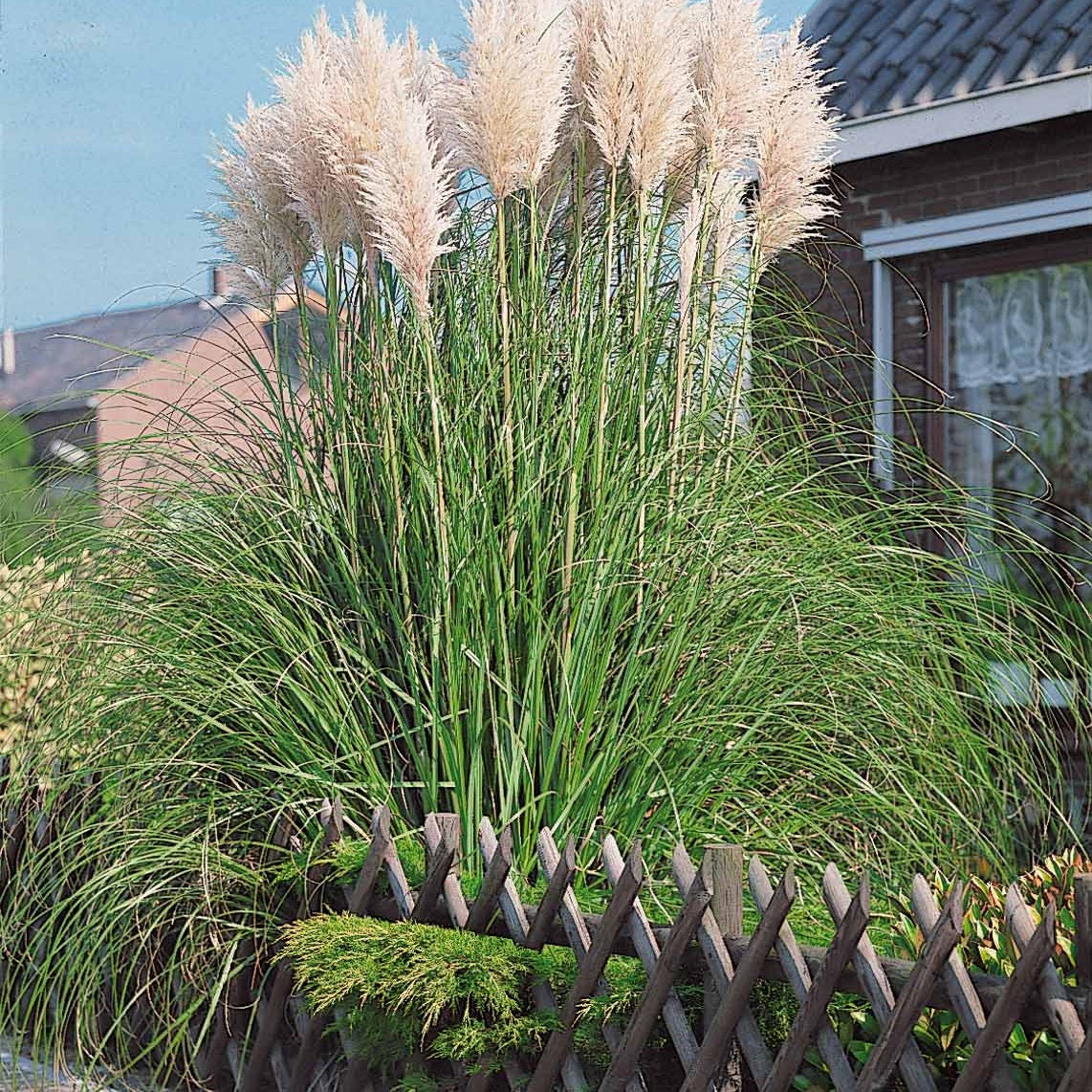 2 Herbes de la pampa blanches - Cortaderia selloana monstruosa - Plantes vivaces