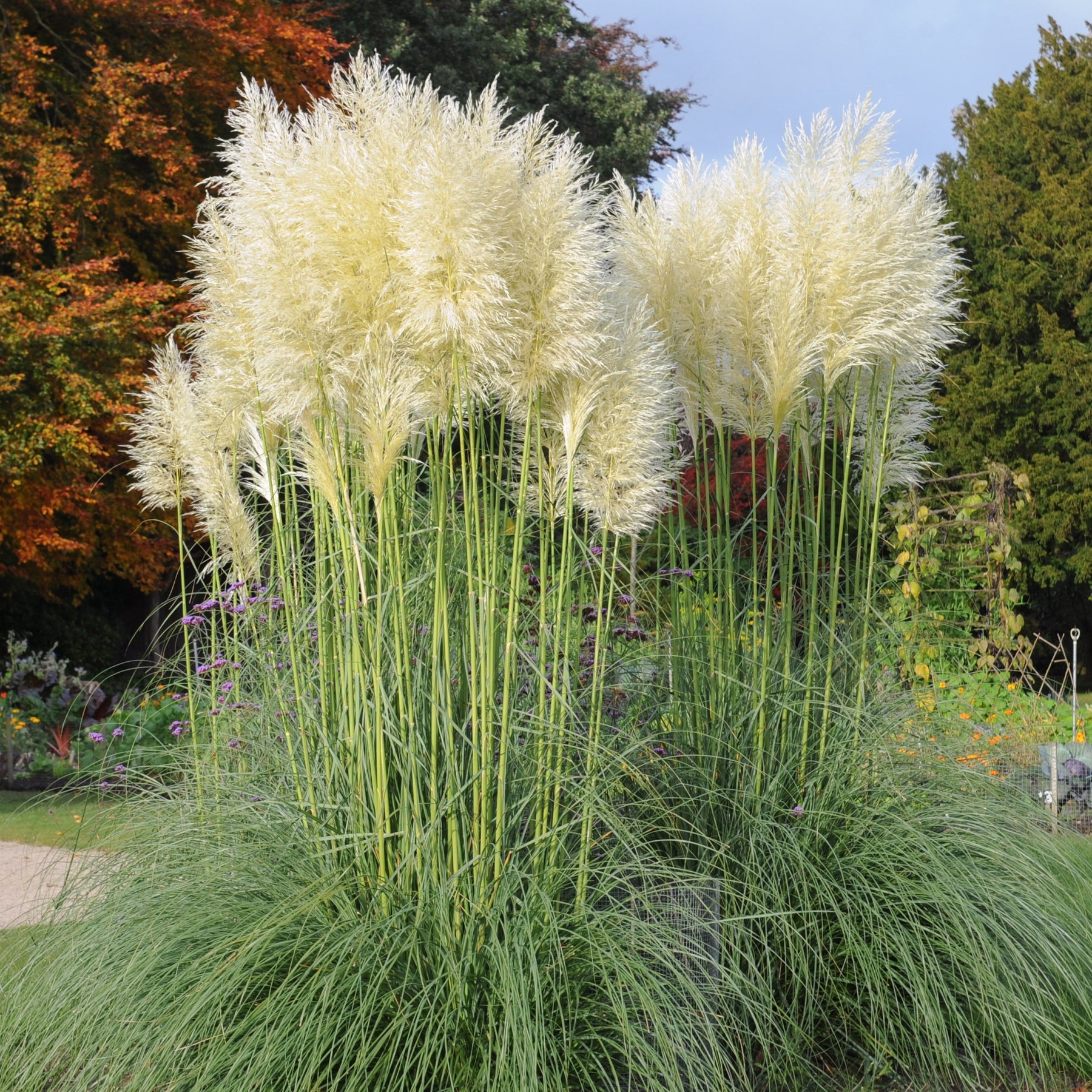 2 Herbes de la pampa blanches - Cortaderia selloana monstruosa