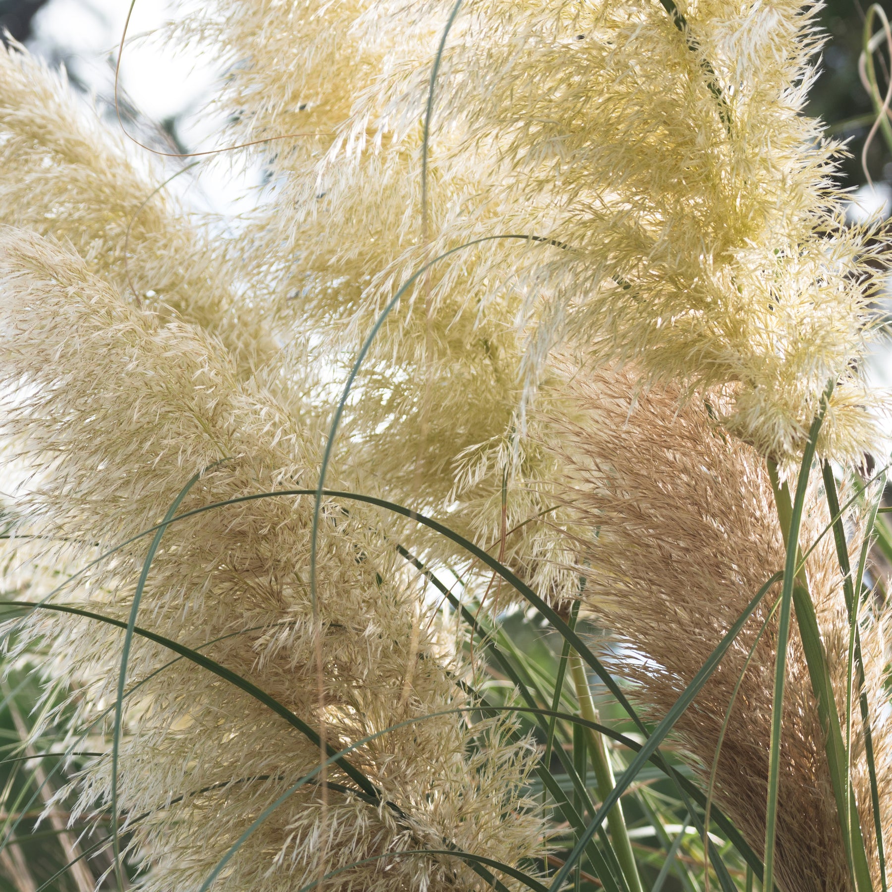 2 Herbes de la pampa blanches - Cortaderia selloana monstruosa