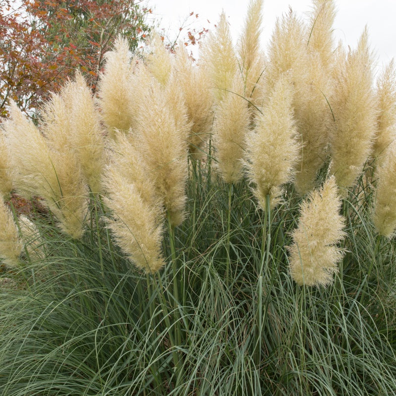 2 Herbes de la pampa blanches - Cortaderia selloana monstruosa