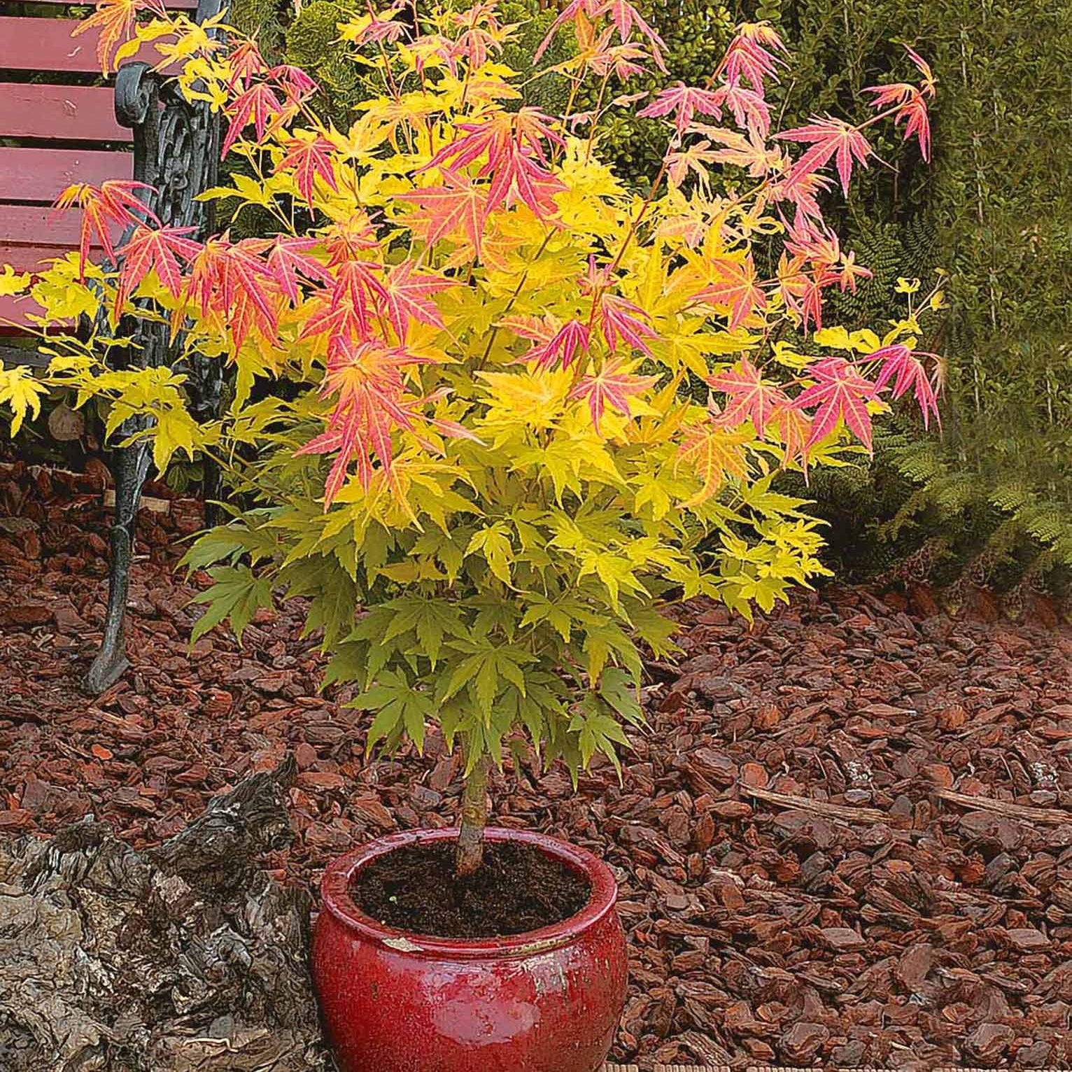 2 Erables japonais Rêve orange - Acer palmatum orange dream - Plantes